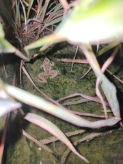 Fejervarya limnocharis