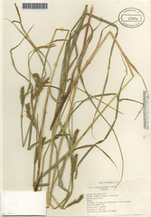 Carex trichocarpa