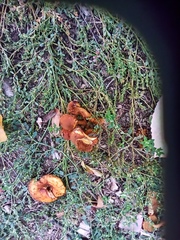 Pholiota