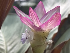 Goeppertia loeseneri