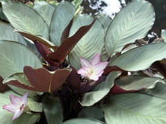 Goeppertia loeseneri