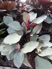 Goeppertia loeseneri