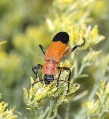 Chauliognathus profundus