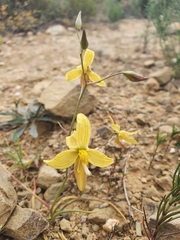 Cyanella lutea