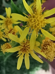 Dittrichia viscosa