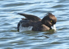 Aythya fuligula