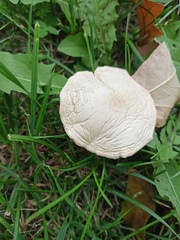 Leucoagaricus leucothites