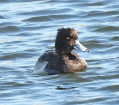 Aythya fuligula