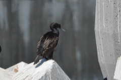 Phalacrocorax neglectus