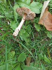 Leucoagaricus leucothites