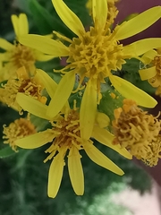 Dittrichia viscosa