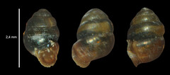 Vertigo moulinsiana