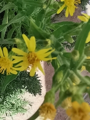 Dittrichia viscosa