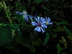 Symphyotrichum retroflexum