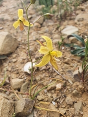 Cyanella lutea