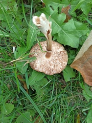 Leucoagaricus leucothites