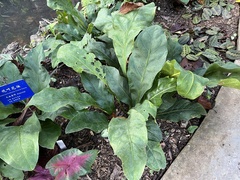 Anthurium bradeanum