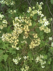Montanoa tomentosa