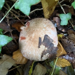 Agaricus sylvaticus