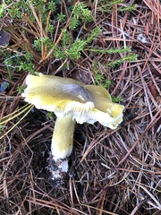 Tricholoma davisiae