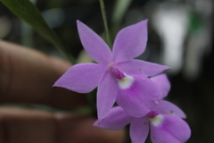 Dimerandra emarginata