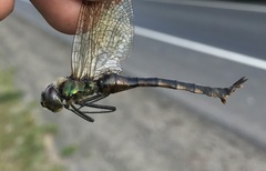 Somatochlora flavomaculata