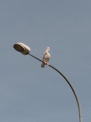 Pelecanus philippensis