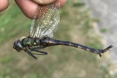 Somatochlora flavomaculata