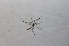 Bittacomorpha clavipes