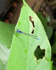 Argia gaumeri