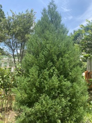 Juniperus ashei