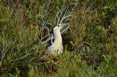 Nycticorax nycticorax nycticorax