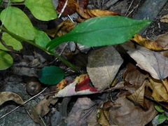 Symphyotrichum retroflexum
