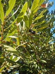 Laurus nobilis