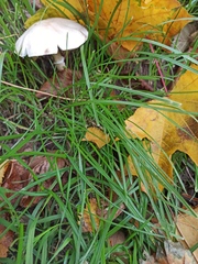 Leucoagaricus leucothites