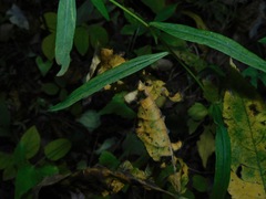 Symphyotrichum retroflexum