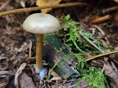 Arrhenia epichysium