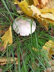 Leucoagaricus leucothites