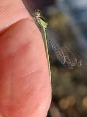 Ischnura aurora