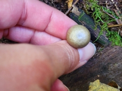 Arrhenia epichysium