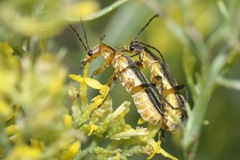 Chauliognathus obscurus