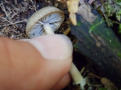 Arrhenia epichysium