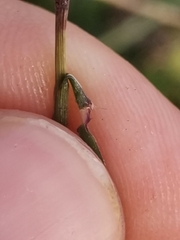 Cleistogenes serotina