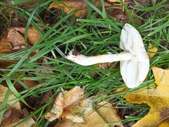 Leucoagaricus leucothites