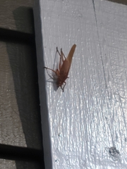 Pyrgocorypha uncinata