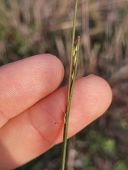 Cleistogenes serotina