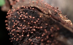 Nectria pseudotrichia