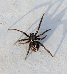 Steatoda paykulliana