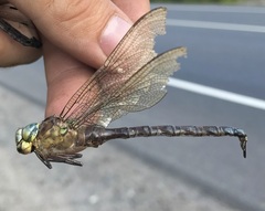 Aeshna viridis