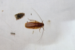 Parcoblatta virginica